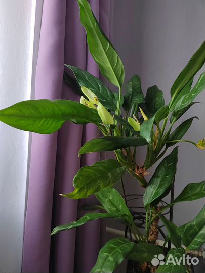 Аглаонема изменчивая