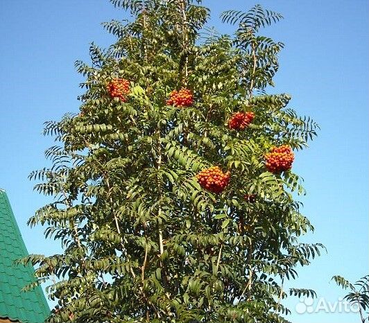 Рябина обыкновенная