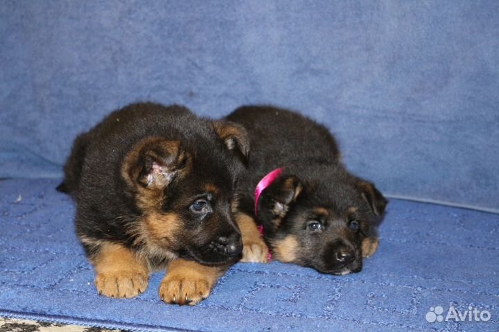 Щенки немецкой овчарки