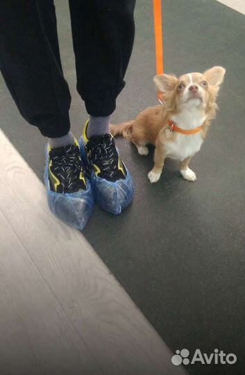 Дрессировка собак