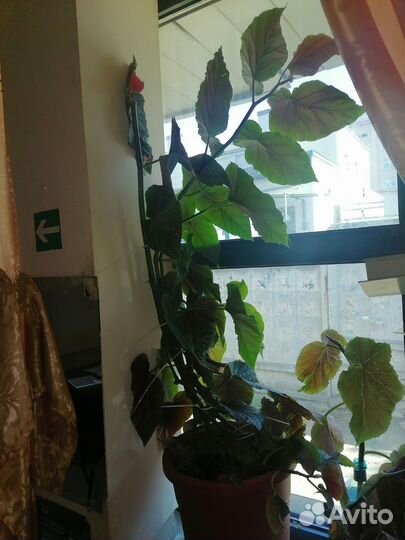 Бегония королевская