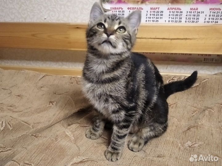 Котенок Кошечка Ореанда