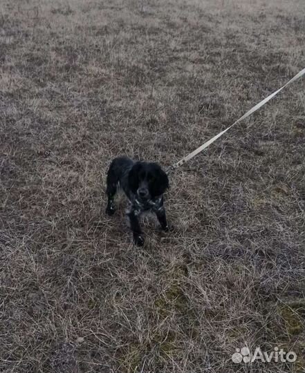 Русский спаниель