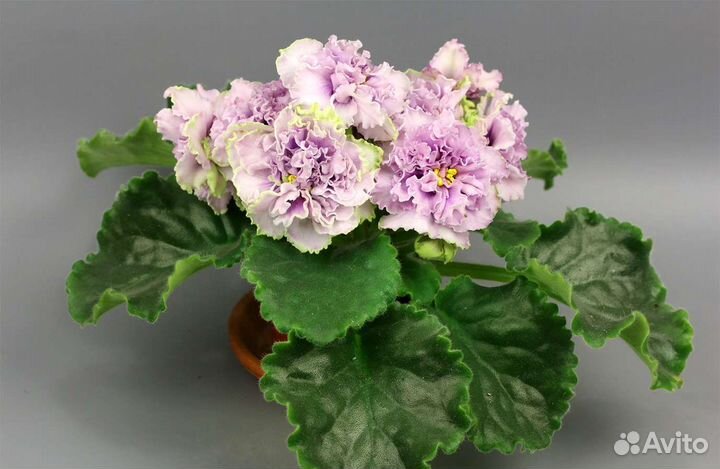 Фиалки (листы на срез)