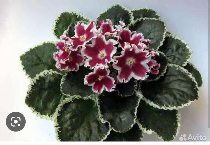 Фиалки сортовые