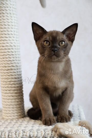 Котята Европейской бурмы