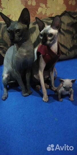 Канадский сфинкс вязка