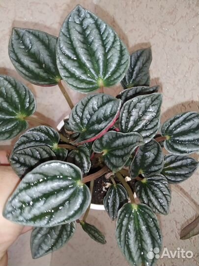 Пеперомия Бурбелла, Санторини и мн. др