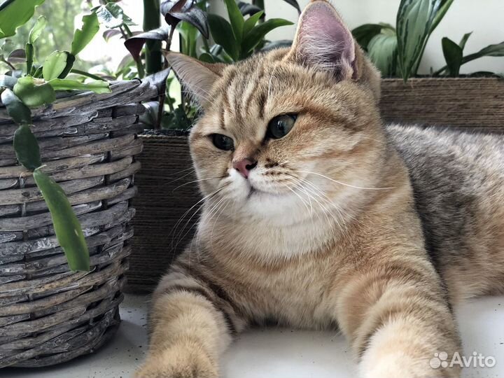 Передержка животных. Детский сад для животных