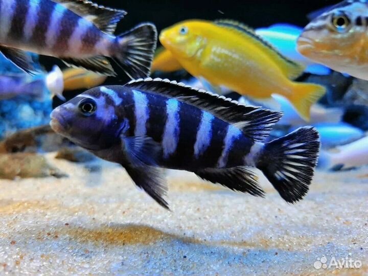 Малавийские цихлиды