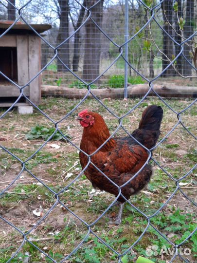 Инкубационное яйцо Паловское золото
