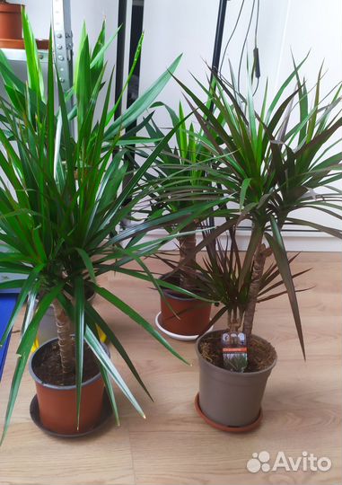 Драцена маргината