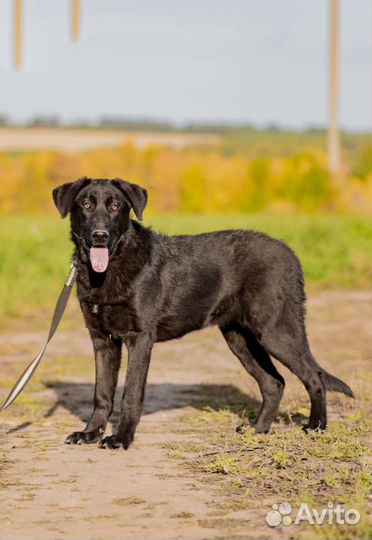 Собака стерилизованная в добрые руки