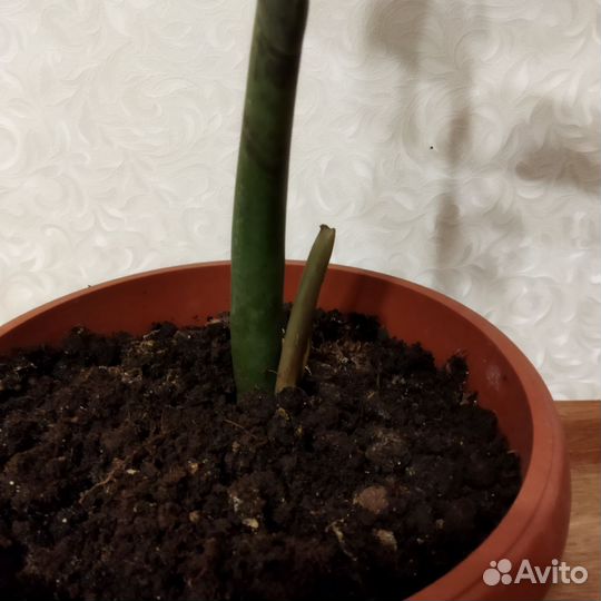 Замиокулькас(долларовое дерево)