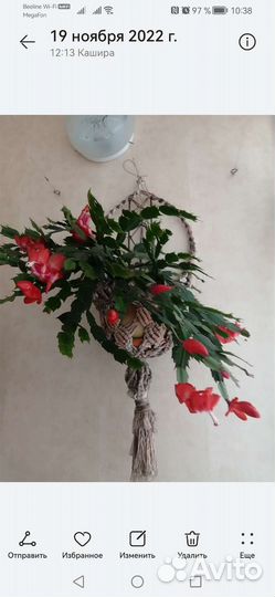 Укоренненые черенки декабриста(красный)