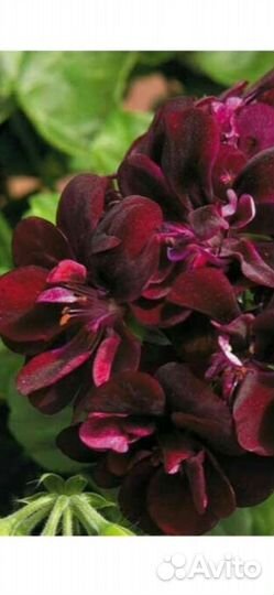 Пеларгония герань