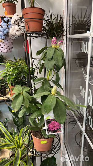 Комнатные домашние растения