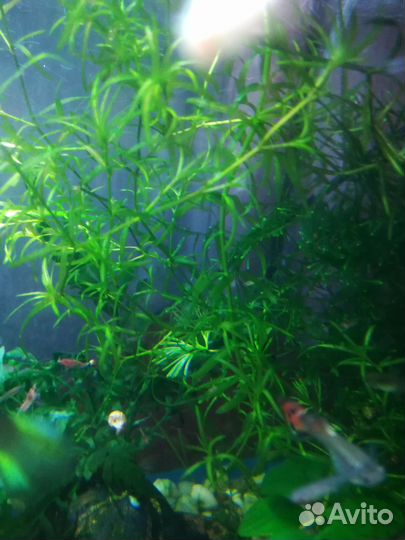 Аквариумное растение