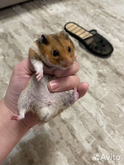 Клетка для грызунов большая