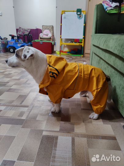 Комбинезон дождевик для собаки