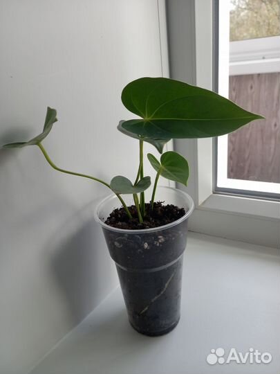 Антуриум красный