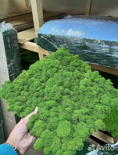 Стабилизированный мох панно