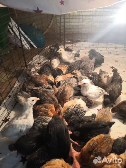 Цыплята 1месяц