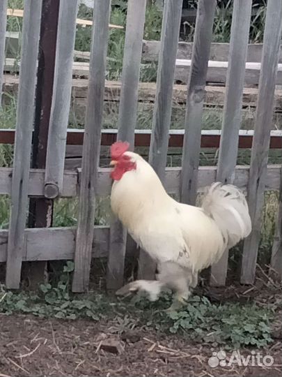 Петухи домашние