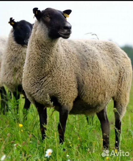 Баран,овцематки