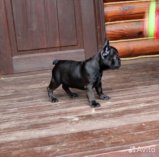 Французский бульдог девочки