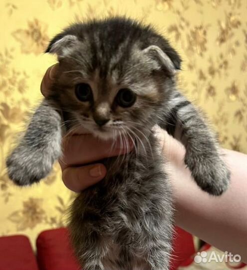 Котята шотландцы