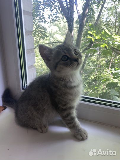 Британские котята