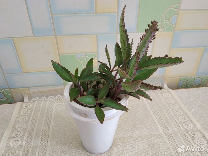 Каланхоэ Дегремона лечебный