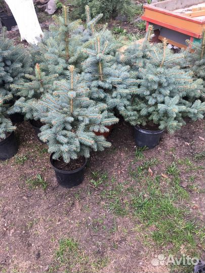 Голубые елки и кедры