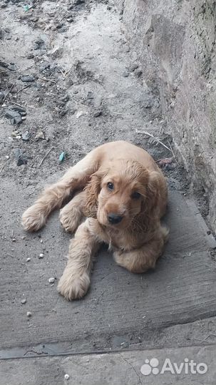 Щенки кокер спаниеля