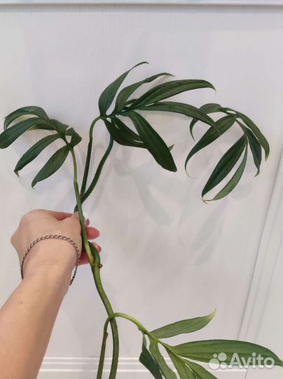 Клубничный шейк