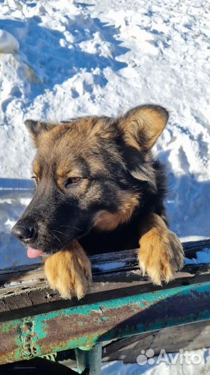 Подрощенный щенок