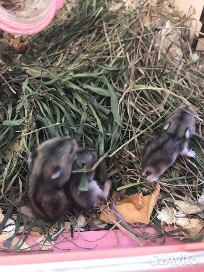 Джунгарский хомяк