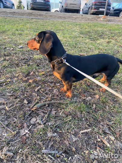 Такса вязка