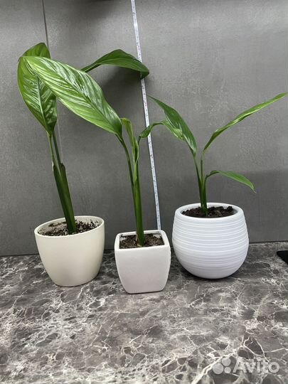 Спатифиллум, женское счастье