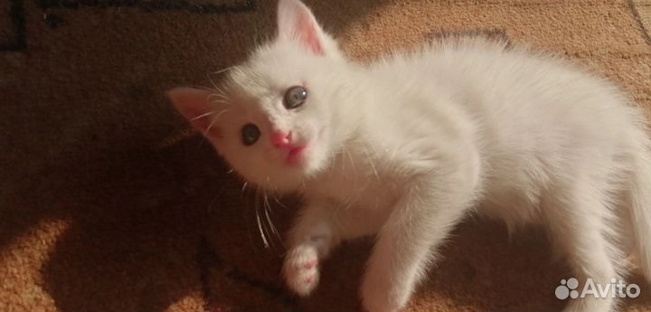 Отдам котят в добрые руки