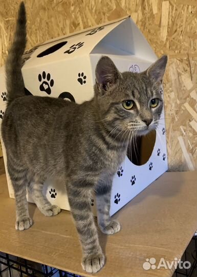 Котик подросток голубого окраса