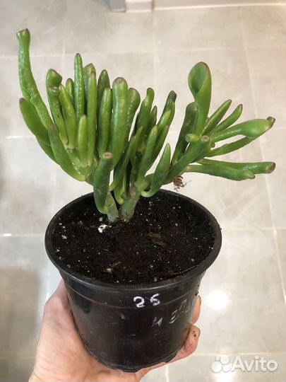 Крассула хоббит