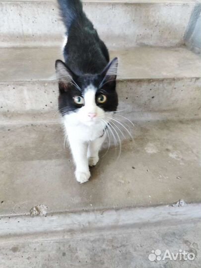 Кошечка в добрые руки