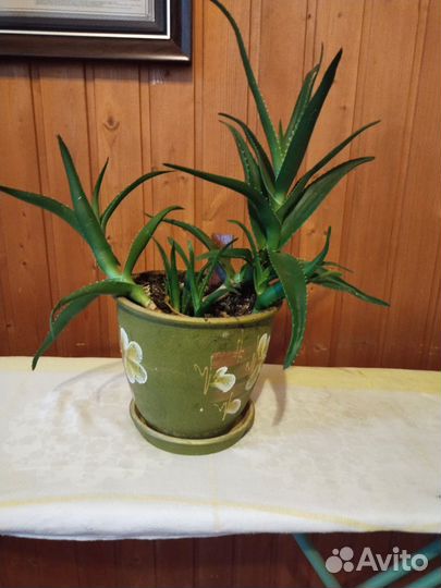 Комнатные цветы -Алоэ-вера