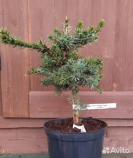 Ель сербская 