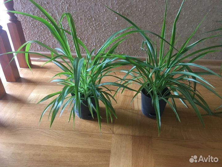 Хлорофитум