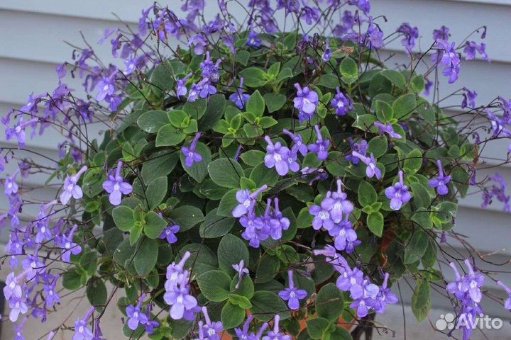 Стрептокарпелла голубая