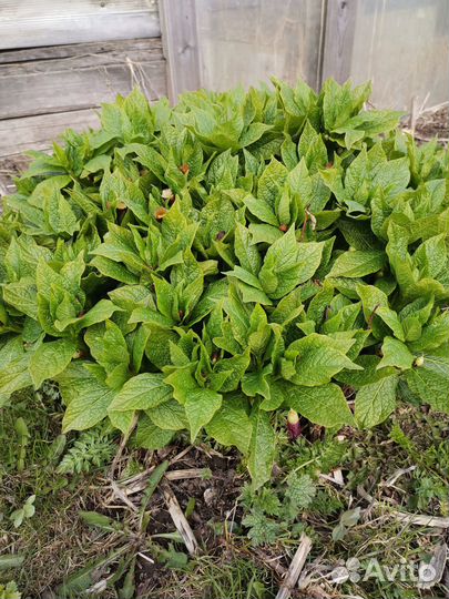 Белладонна или красавка обыкновенная