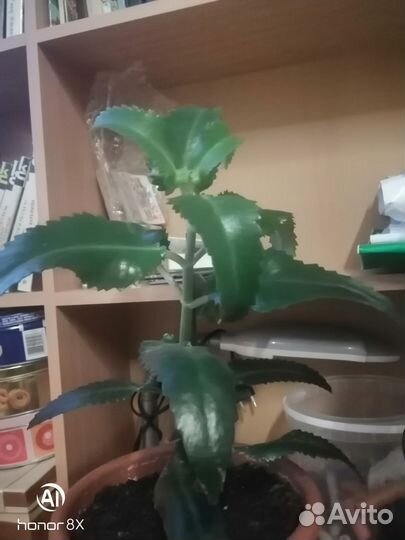 Каланхоэ лечебный